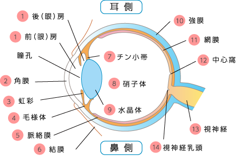 眼球断面図